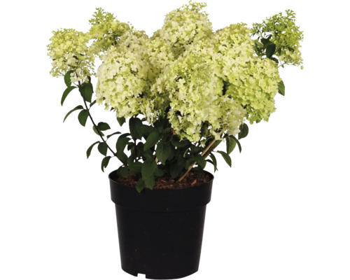 Hortensie paniculată în ghiveci negru