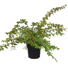 Cornus kousa ca plantă de interior în ghiveci