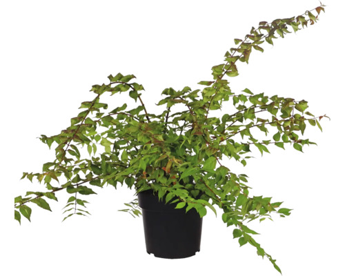 Cornus kousa ca plantă de interior în ghiveci