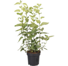 Ghiveci cu plantă de ligustrum