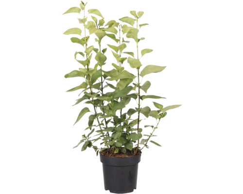 Ghiveci cu plantă de ligustrum