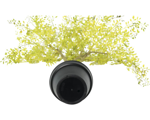 Plantă artificială în ghiveci, vedere de sus