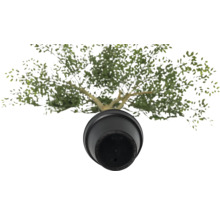 Vedere de sus a unui măslin în ghiveci