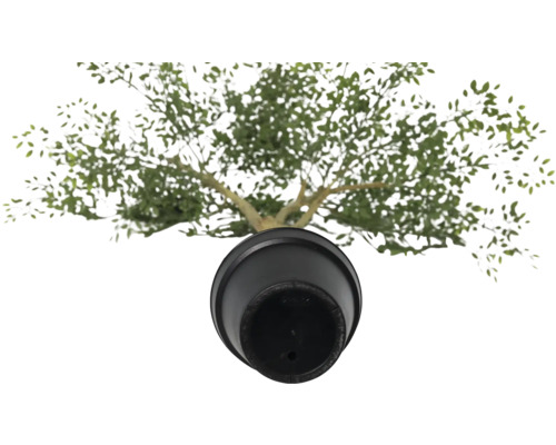 Vedere de sus a unui măslin în ghiveci