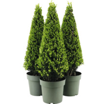 Trei buxusuri în formă conică în ghivece.