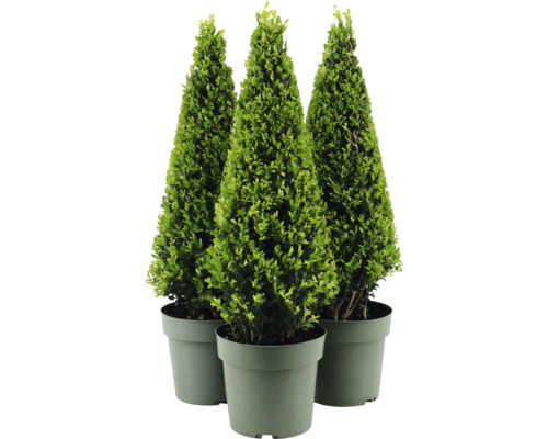 Trei buxusuri în formă conică în ghivece.