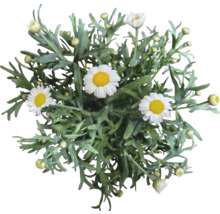 Vedere de sus a unei plante de margarete cu frunze verzi și flori albe