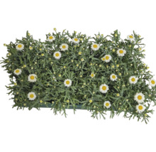 Tufă de margarete cu flori albe