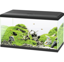 Acvariu amenajat cu plante, pietre şi peşti