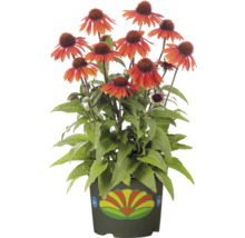 Floare de echinacea în ghiveci cu model floral decorativ