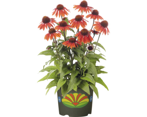 Floare de echinacea în ghiveci cu model floral decorativ
