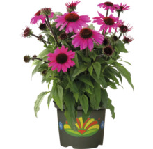 Floare de Echinacea într-un ghiveci plantat
