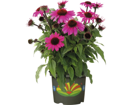 Floare de Echinacea într-un ghiveci plantat