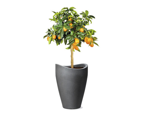 Arbore de kumquat într-un ghiveci