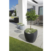 Terasa cu jardiniere și plante
