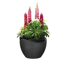 Ghiveci flori Scheurich Wave Globe Ø 59,5 cm H 44,5 cm negru