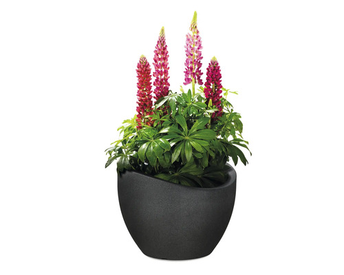 Lupin într-o jardinieră