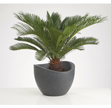 Ghiveci flori Scheurich Wave Globe Ø 59,5 cm H 44,5 cm negru