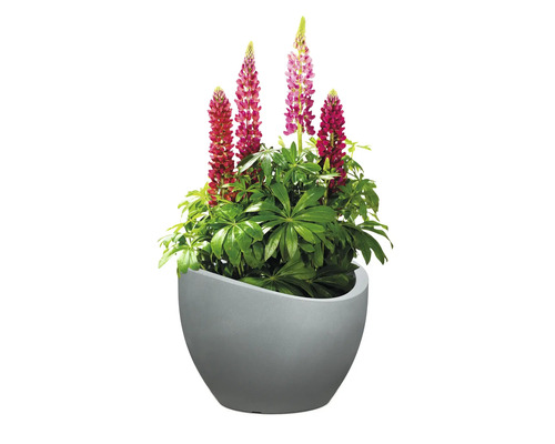 Lupini într-un ghiveci gri