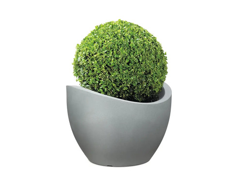 Arbore sferic în ghiveci gri