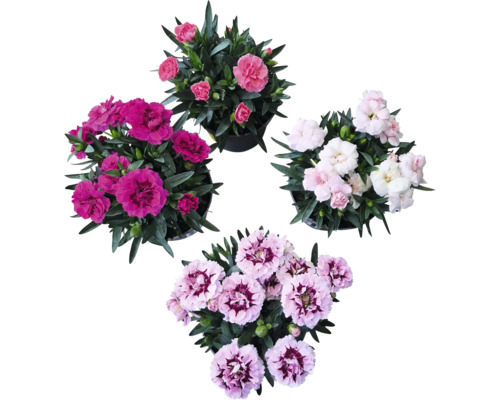 Garofițe FloraSelf Dianthus caryophyllus 'Super Trooper' ghiveci Ø 10,5 cm Diverse plante de garoafe în ghivece văzute de sus