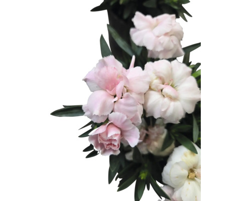 Prim-plan cu garoafe roz și albe cu frunze