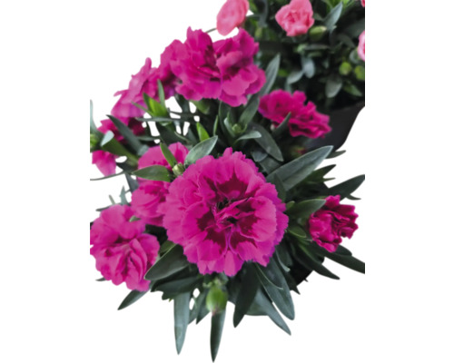 Flori de garoafe cu frunze verzi