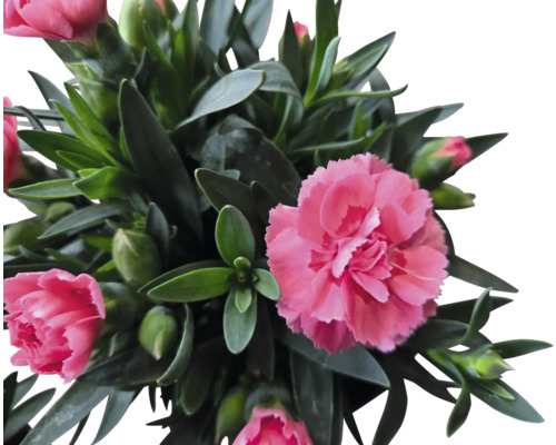 Crin cu frunze verzi și flori roz