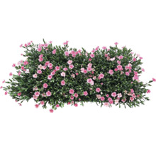 Garofițe FloraSelf Dianthus 'Peach Party' ghiveci Ø 10,5 cm
