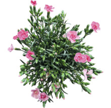 Garofițe FloraSelf Dianthus 'Peach Party' ghiveci Ø 10,5 cm
