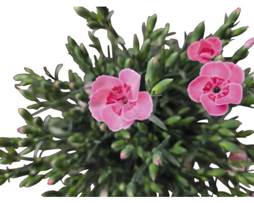 Prim-plan cu un garoafă roz cu frunze verzi