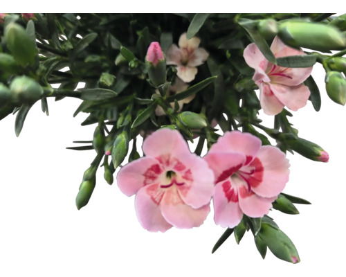 Flori de garoafe cu frunze verzi