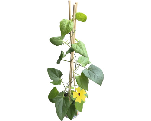 Plantă cățărătoare cu flori galbene și suport din lemn