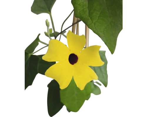 Suzanne cu ochi negri galbenă cu frunze