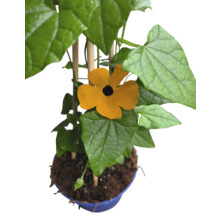 Plantă cu flori galbene și frunze verzi în ghiveci