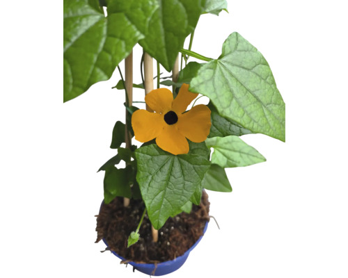 Plantă cu flori galbene și frunze verzi în ghiveci