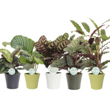 Diverse plante de interior din genul Calathea în ghivece