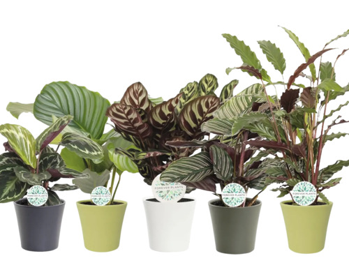 Diverse plante de interior din genul Calathea în ghivece