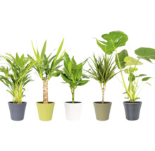 Cinci plante de interior în ghivece
