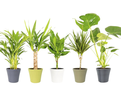 Cinci plante de interior în ghivece