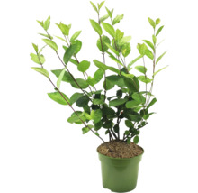 Plantă în ghiveci cu frunze verzi.