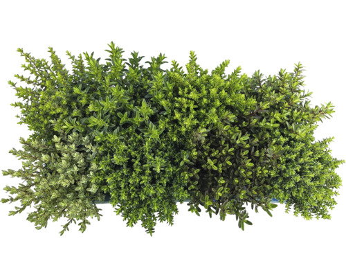 Imagine cu plante de cimbru într-un recipient