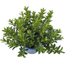 Buxus cultivat în ghiveci cu frunze verzi