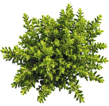 În imagine se vede un buxus.