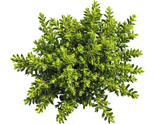 În imagine se vede un buxus.