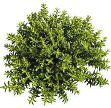 Plantă de buxus