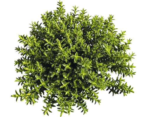 Plantă de buxus