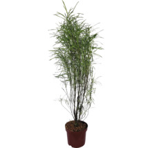 Plantă de apartament într-un ghiveci
