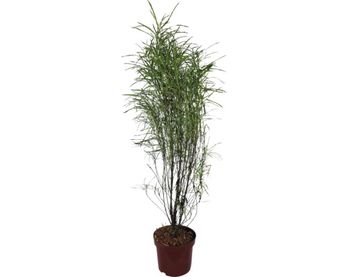 Plantă de apartament într-un ghiveci