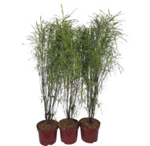 Trei plante de stuf în ghivece
